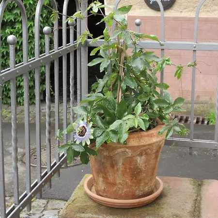 Σπίτι διακοπών Historisches Abteistrasse Mesenich