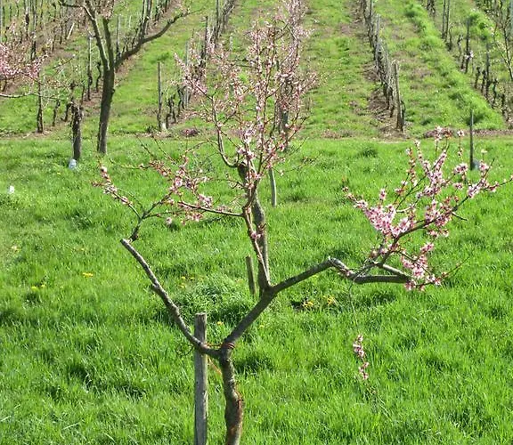 Casa de Férias Historisches Abteistrasse